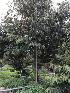 Bán trang trại sầu riêng 5 năm tuổi, Cai Lậy