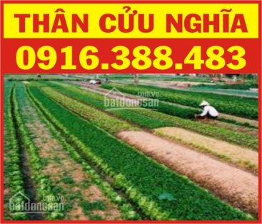 Bán đất Thân Cửu Nghĩa, gần đại học Tiền Giang DT 1000m2, giá bán 1.5tỷ. Chính chủ: 0916.388.483