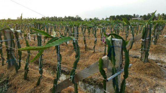 CẦN TÌM NGƯỜI HỢP TÁC HOẶC CHO THUÊ DÀI HẠN