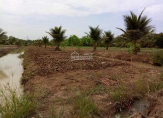 Đất bán 3000m2 - Tam Hiệp, Châu Thành, Tiền Giang