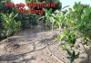 Sang lại 4000m2 đất vườn Thới Sơn, Mỹ Tho, Tiền Giang, đất có sổ. LH chính chủ 0941 783 963 đi xem