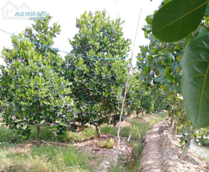 Bán 8.800m2 đất xã Mỹ Đức Đông, Cái Bè, Tiền Giang, trên đất có vườn sầu riêng, mít Thái.