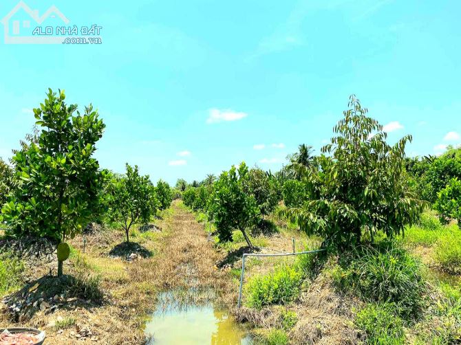 Bán 8.500m2 đất xã Hậu Mỹ Trinh, Cái Bè, Tiền Giang, trên đất có vườn sầu riêng, mít Thái.