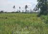 Bán Đất 1852m2 huyện Tân Phú Đông