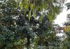 Chính chủ bán Vườn Sầu Riêng đang ra hoa ở Cai Lậy, Tiền Giang