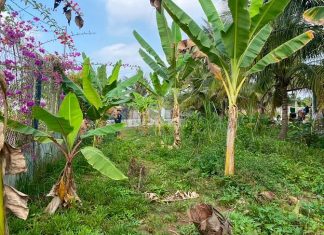 Đất thổ cư đường bê tông xe ô tô vào tới đất